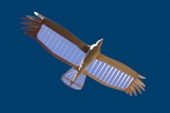turkey-vulture-glider-radio-control-soaring-bird-plane-rc