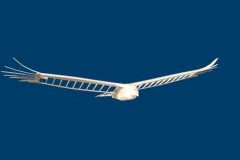 turkey-vulture-rc-glider